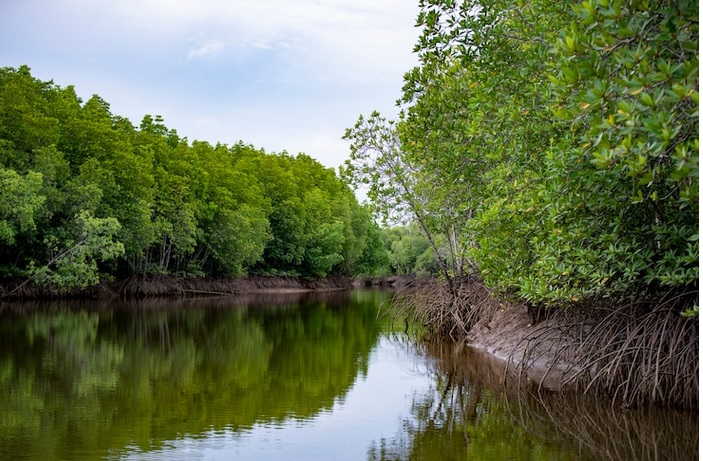 Beberapa Manfaat Hutan Mangrove bagi Lingkungan