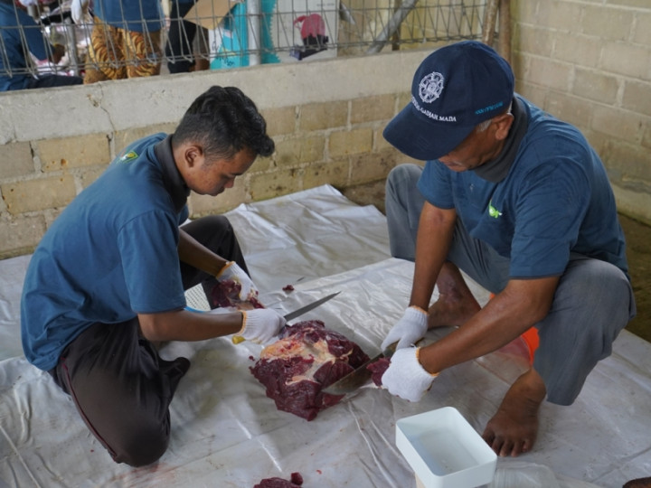 PKT Salurkan Hewan Kurban hingga Papua