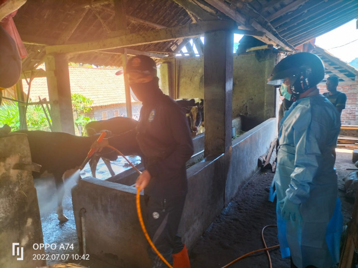 2.356 Ternak di Aceh Besar Terbebas dari Virus PMK