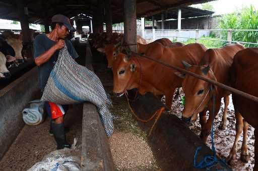 Menteri Pertanian Australia ke Indonesia Bantu RI Atasi Penyakit PMK pada Ternak