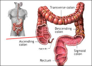 Fungsi Usus Besar dalam Sistem Pencernaan Lengkap dengan Bagiannya