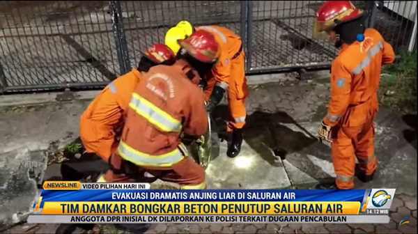 Petugas Damkar Evakuasi Anjing Liar di Saluran Air