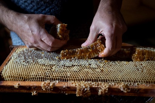 Perhutani Bangun Rantai Bisnis Madu Terintegrasi