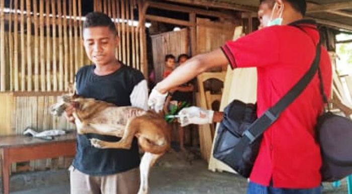 Bocah 7 Tahun di Flores Meninggal usai Digigit Anjing Rabies