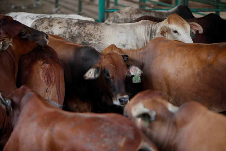 405 Sapi di Denpasar Terima Vaksin PMK per 16 Juli