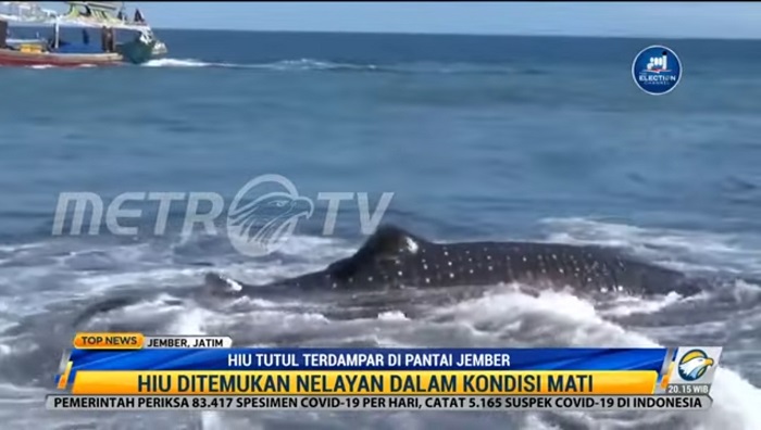 Hiu Tutul Seberat 1,5 Ton Terdampar di Pantai Jember