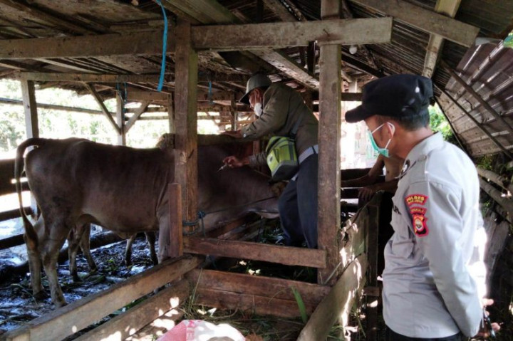 288 Ekor Ternak di Rejang Lebong Masih Terpapar PMK