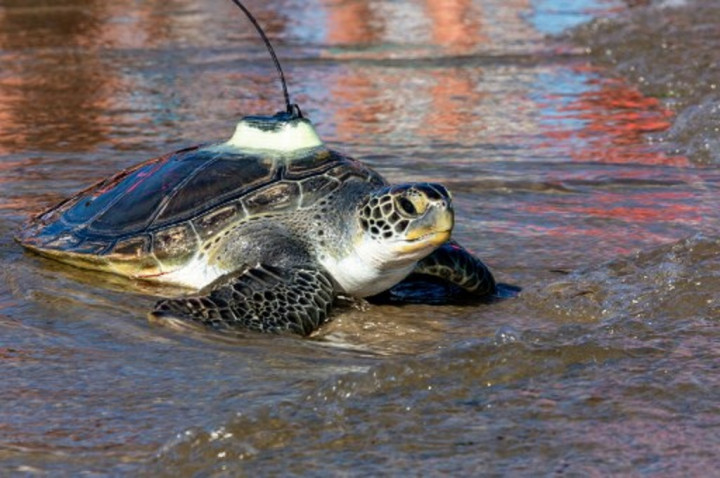 30 Penyu Hijau Ditemukan Mati Ditikam di Jepang