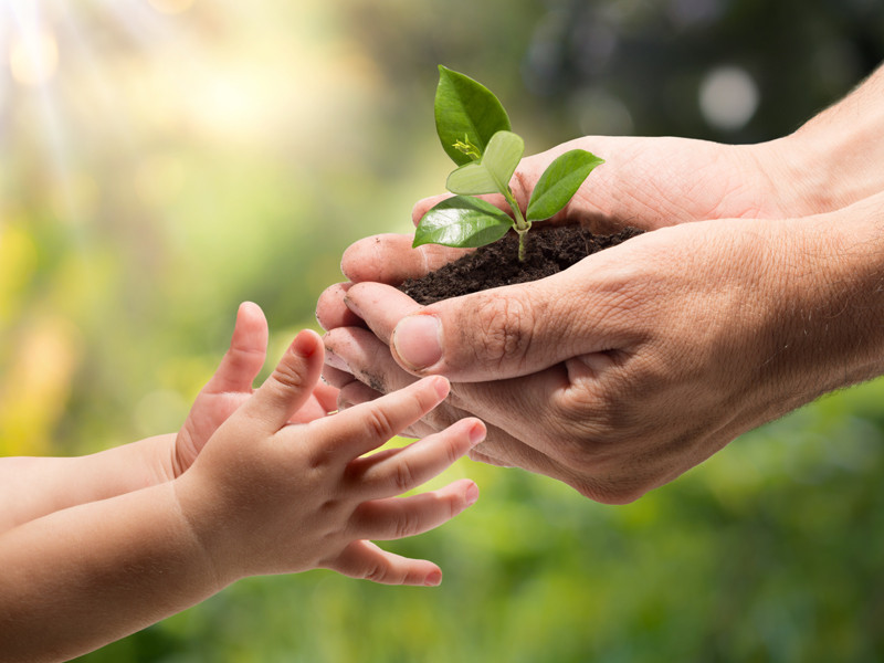 The government has developed a 120-hectare plot of nursery in Mentawir Village. (Photo: medcom.id)