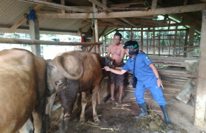 Jepara Berstatus Tanggap Darurat PMK