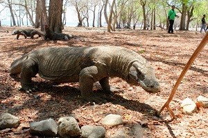 Penuntutan JE Dipastikan Maksimal, Tiket Masuk Pulau Komodo Tetap Naik