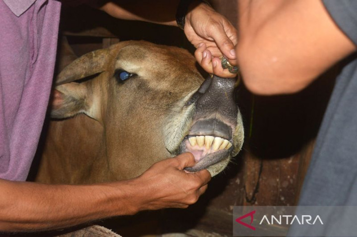 7.932 Ternak di Aceh Utara Sembuh dari PMK