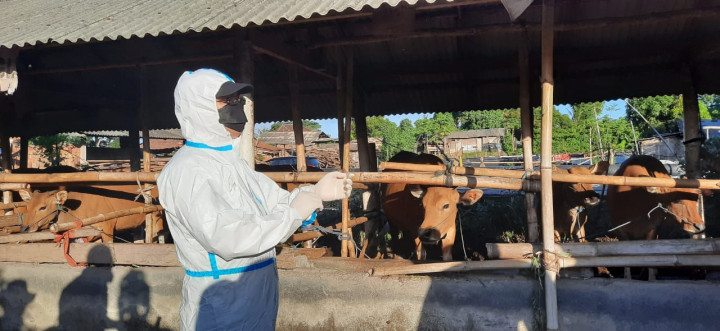 Kemendagri Dorong Bali Percepat Penuntasan Kasus PMK