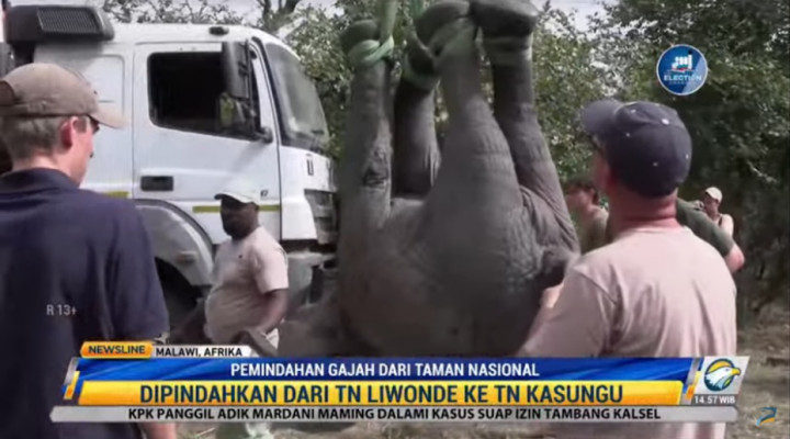 250 Gajah di Malawi Dipindah Akibat Kelebihan Populasi