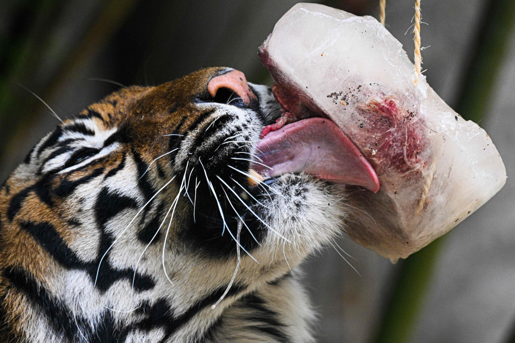 Foto: Para Hewan di Kebun Binatang Rima Makan Es Loli di Tengah Suhu Ekstrem