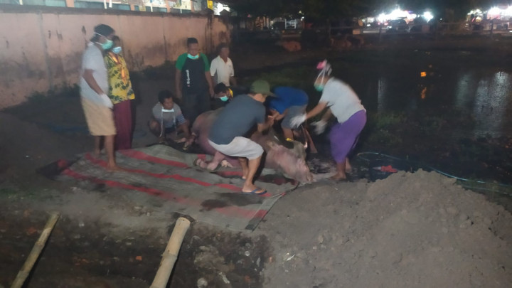 Kerbau Bule Keraton Solo Mati karena PMK