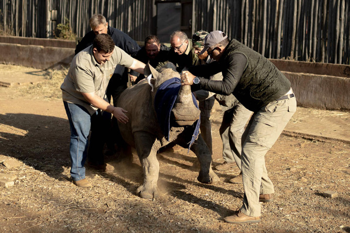 Kala Puluhan Anak Yatim Badak Afrika Selatan Mendapatkan Rumah Baru