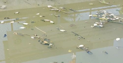 Ribuan Ikan di Lamongan Mati Misterius