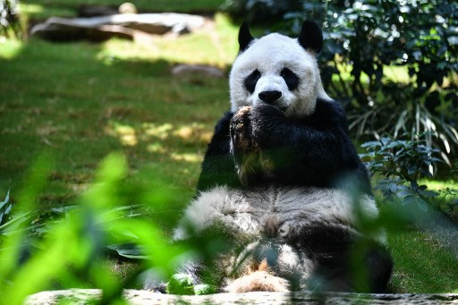 Panda Jantan Tertua di Dunia Disuntik Mati