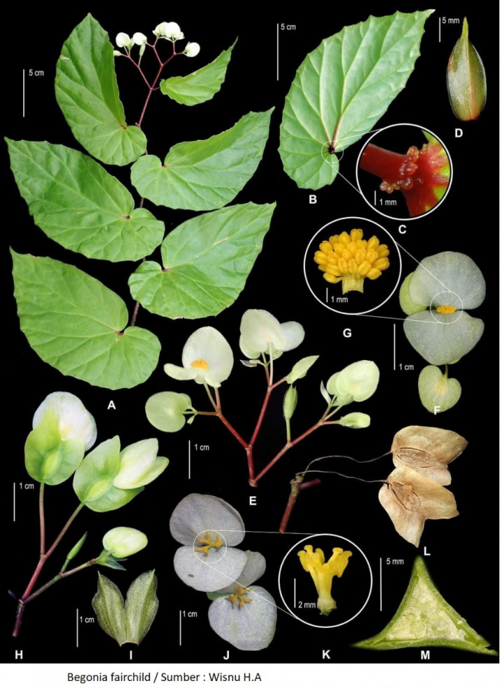 Peneliti BRIN Temukan 2 Begonia Jenis Baru Endemik Kepulauan Maluku