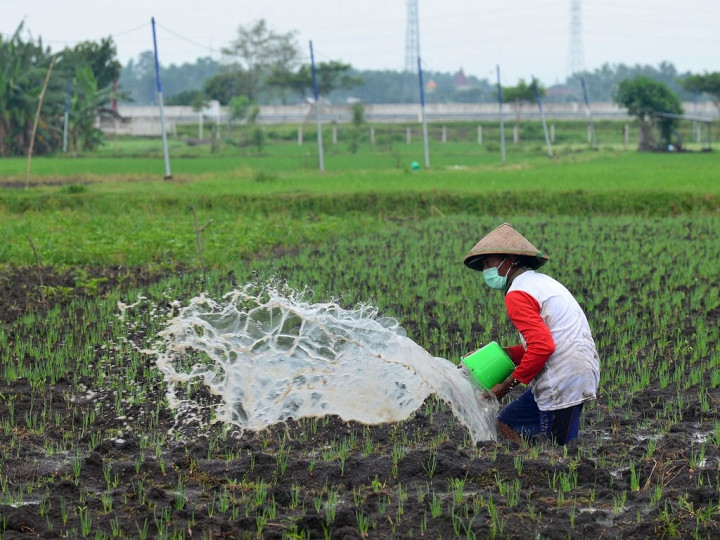 Pemerintah Didorong Penuhi Kebutuhan Pupuk Bersubsidi Petani