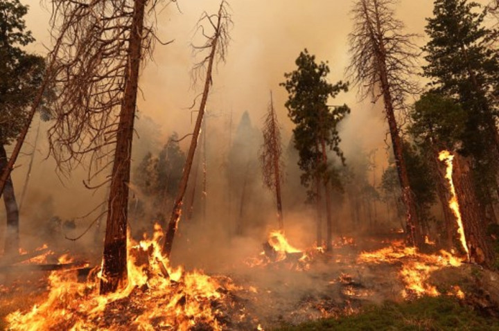 Kebakaran Hutan Oak Fire di California Meluas, Ribuan Warga Dievakuasi