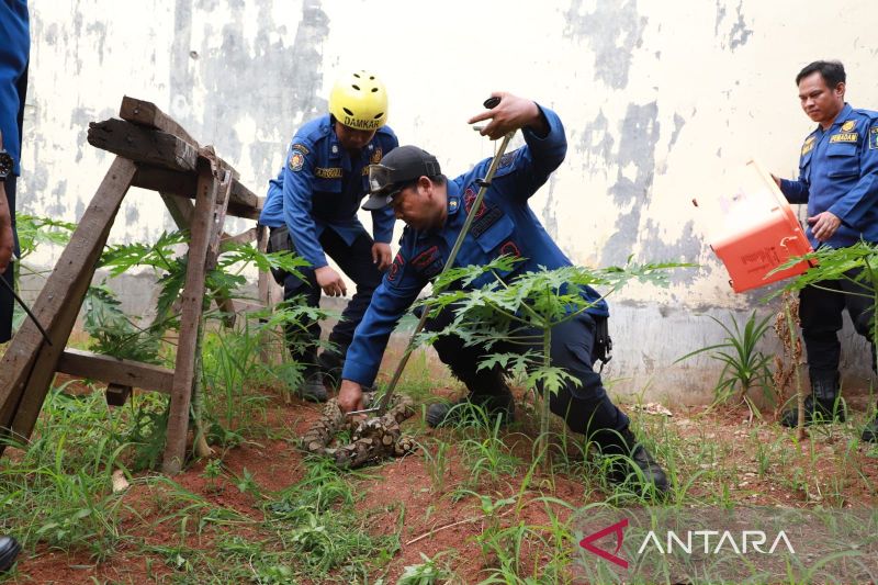 Petugas BPBD Kota Tangerang saat melakukan evakuasi ular di pemukiman warga. ANTARA/dokumen