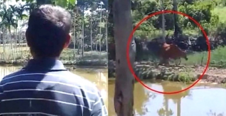 Viral, Sapi Langsung Datang saat Majikan Bilang 'Ayo, Pulang!'