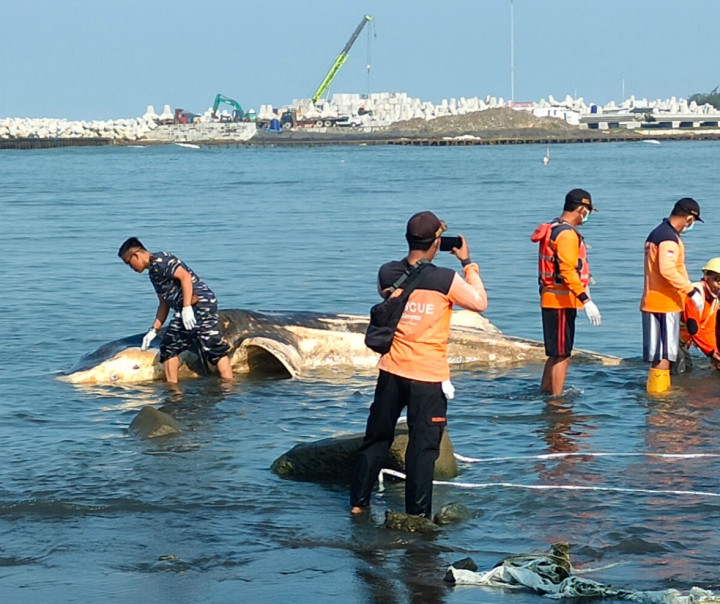 Hiu Tutul Sepanjang 5 Meter Mati Terdampar di Pantai Selatan Kulon Progo