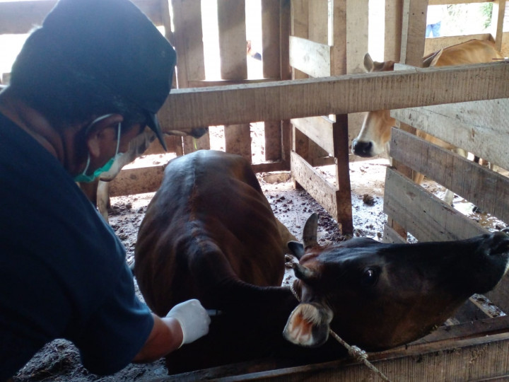 Kecamatan Lhong Aceh Besar Dapat Jatah 100 Dosis Vaksin PMK