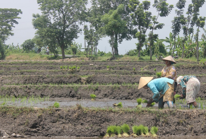 <i>Food Estate</i> Jadi Peluang Pangan Indonesia Mandiri