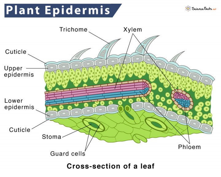 Jaringan Epidermis Adalah Lapisan Terluar, Ini Ciri-ciri dan Fungsinya pada Tumbuhan