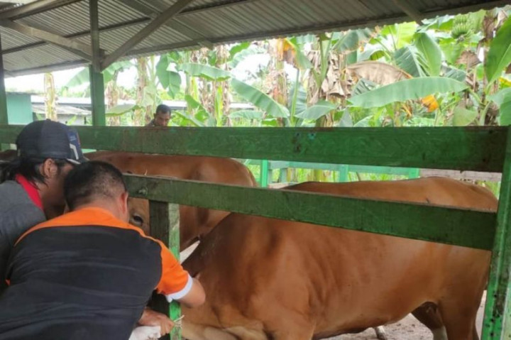 Distan Palangkaraya Vaksinasi PMK Dosis Kedua