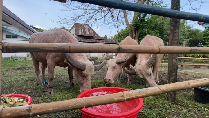 Kirab Malam 1 Suro Keraton Solo Siapkan 5 Kerbau Bule