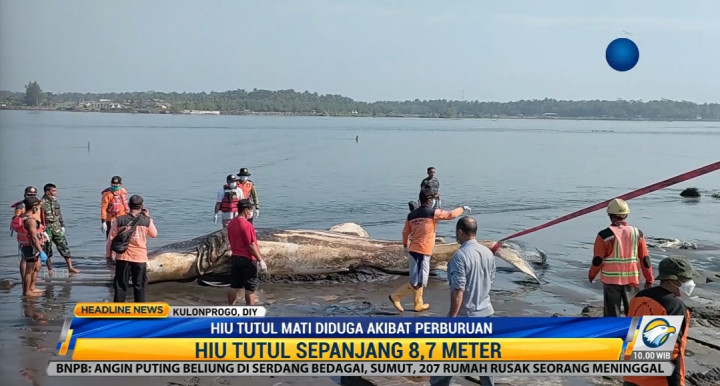 Hiu Tutul Mati Terdampar di Yogyakarta