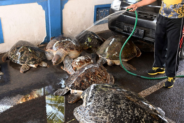 Mantap! Polda Bali Gagalkan Penyelundupan 15 Penyu Hijau