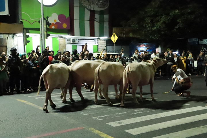 4 Kebo Bule dan 9 Pusaka Dikirab Dalam Perayaan Malam 1 Suro Keraton Solo