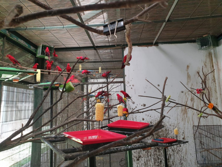 BRIN Fasilitasi Pengembangbiakan Burung Paruh Bengkok di Cibinong