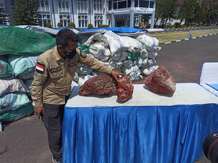 Penyelundupan Terumbu Karang Senilai Rp2,5 Miliar di Makassar Digagalkan