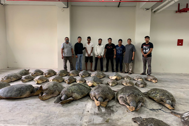 Polda Bali Gagalkan Penyelundupan 30 Ekor Penyu