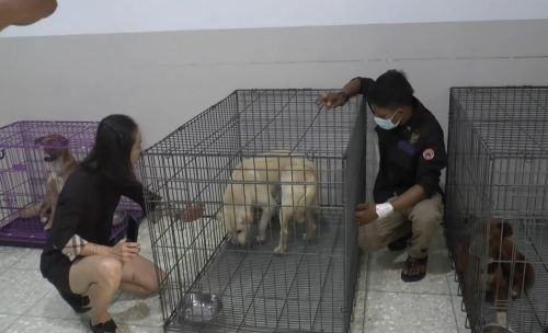 4 Anjing Korban Rumah Jagal di Surabaya Dirawat di Klinik Hewan