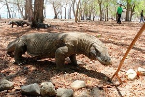 Sosialisasi Kenaikan Tarif Masuk Taman Nasional Komodo Diperlukan