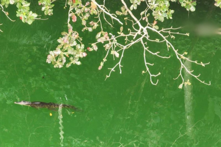 Jasad Remaja Korban Mangsa Buaya di Ternate Muncul di Permukaan Danau