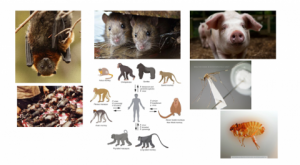 Mengenal Zoonosis: Penyakit yang Ditularkan Hewan Penyebab Cacar Monyet Hingga AIDS