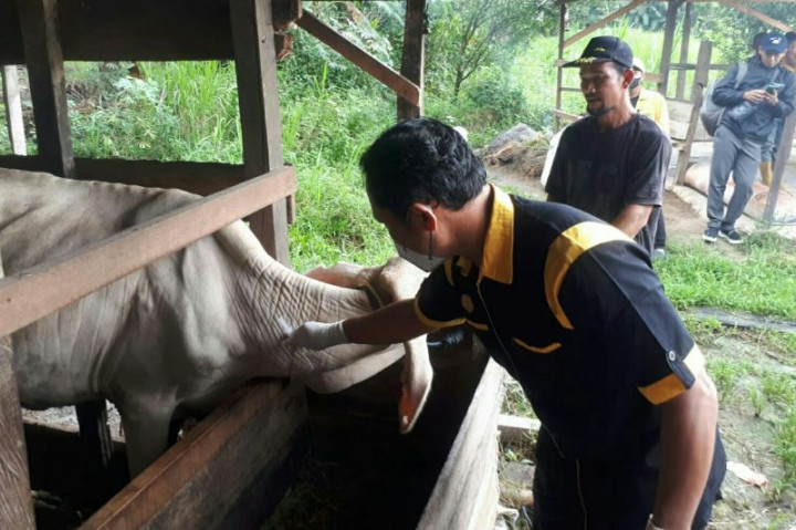 900 Ekor Sapi di Kabupaten PPU Dapat Vaksin Cegah PMK