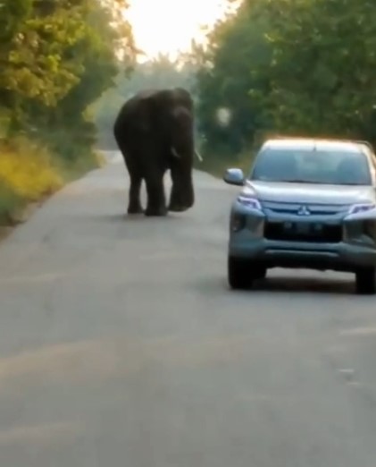Gajah Liar di Kawasan Industri Minyak Riau Masuk Jalan