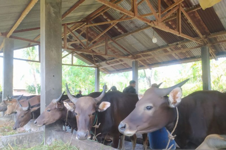 Dinas Peternakan Bengkulu Kesulitan Lakukan Vaksinasi PMK