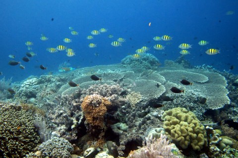 Pembangunan Ekologi, Sulbar Gaet Investor Belgia