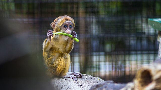 Cacar monyet juga ditularkan melalui kontak orang-ke-orang dengan ruam, koreng atau cairan tubuh. (Foto: Ilustrasi/Pexels.com)