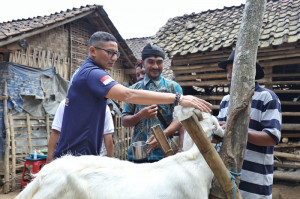 Sandiaga Dorong Pelaku UMKM Susu Kambing di Bondowoso Berkembang